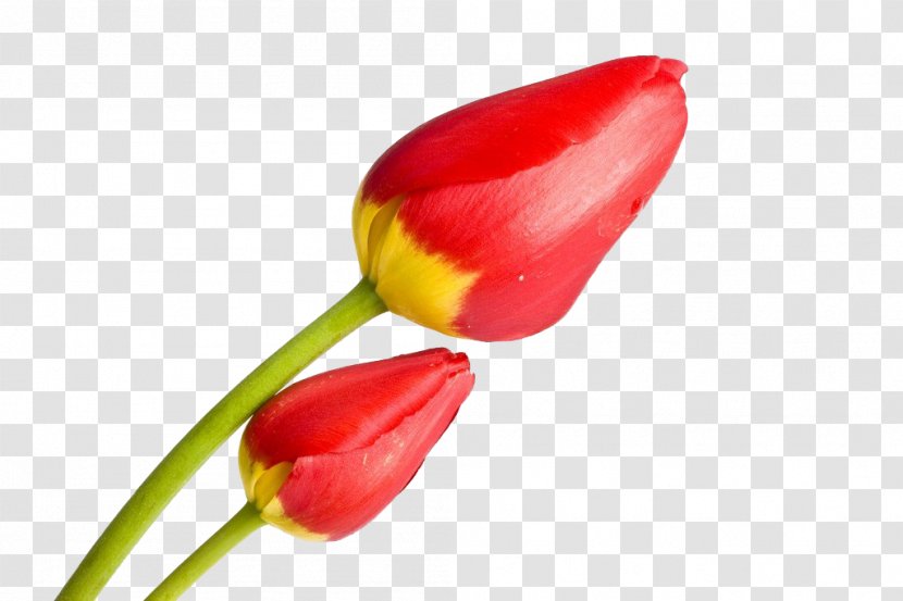 Red Tulip Photography - Concepteur - FIG Tulips Transparent PNG