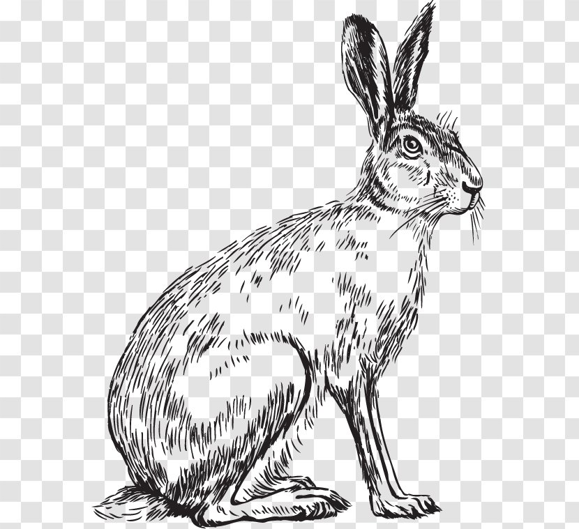 Domestic Rabbit Hare Whiskers Dog Sketch Transparent PNG