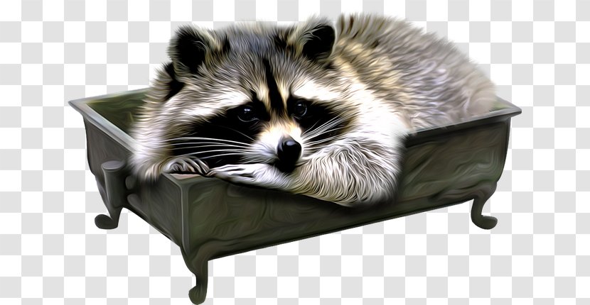 Squirrel Cartoon - Raccoon Baby - Procyonidae Furniture Transparent PNG