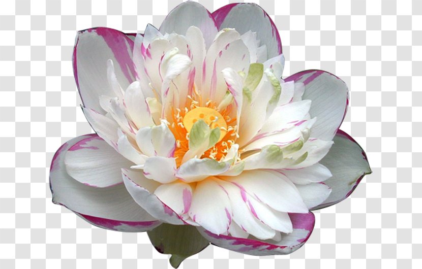 Nelumbo Nucifera Nymphaea Lotus Egyptian Flower Aquatic Plant - Flowering - Fairy Tale Magic Flowers Transparent PNG
