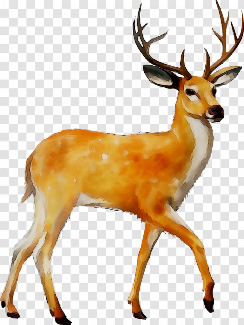 White-tailed Deer Clip Art Moose Mule - Hunting - Roe Transparent PNG