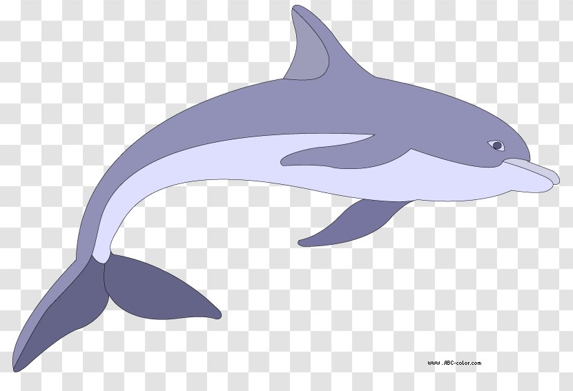 Dolphin Drawing Bitmap Clip Art - Mammal - [dolphin Transparent PNG