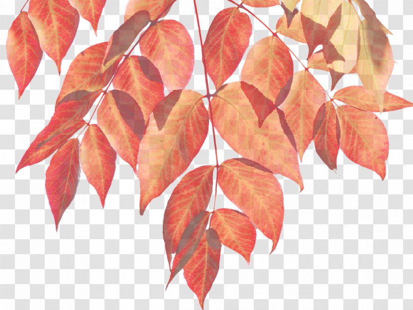 Autumn Leaf Color Infographic - Watercolor Leaves Transparent PNG