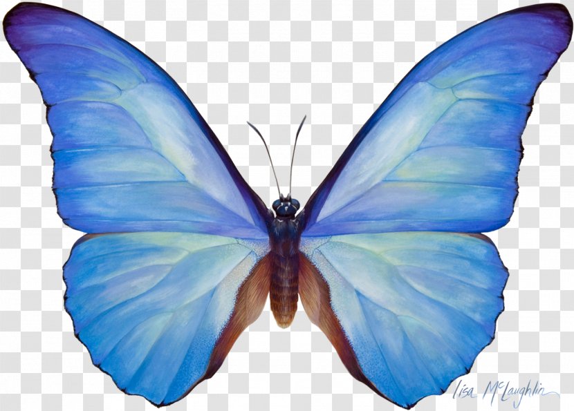 Butterfly Watercolor Painting Sepanta Telegram - Pollinator Transparent PNG