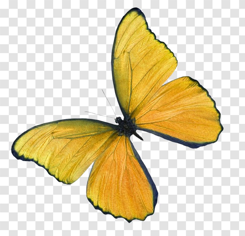Butterfly Insect Clip Art Image Transparent PNG