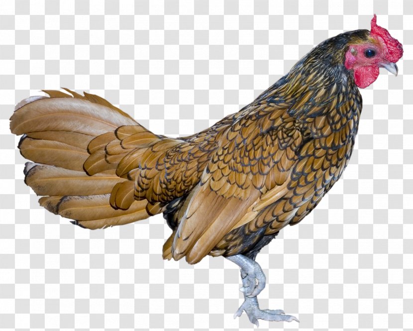 Rooster Bird Chicken Transparent PNG