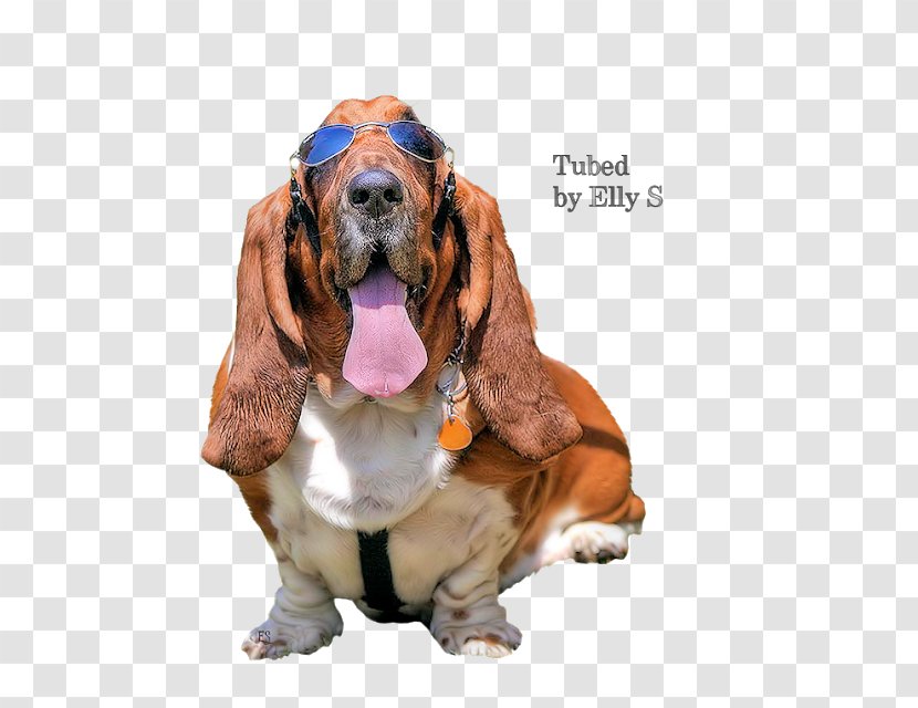 Basset Hound Artésien Normand Bloodhound Dog Breed Companion - Blog - Hond Transparent PNG