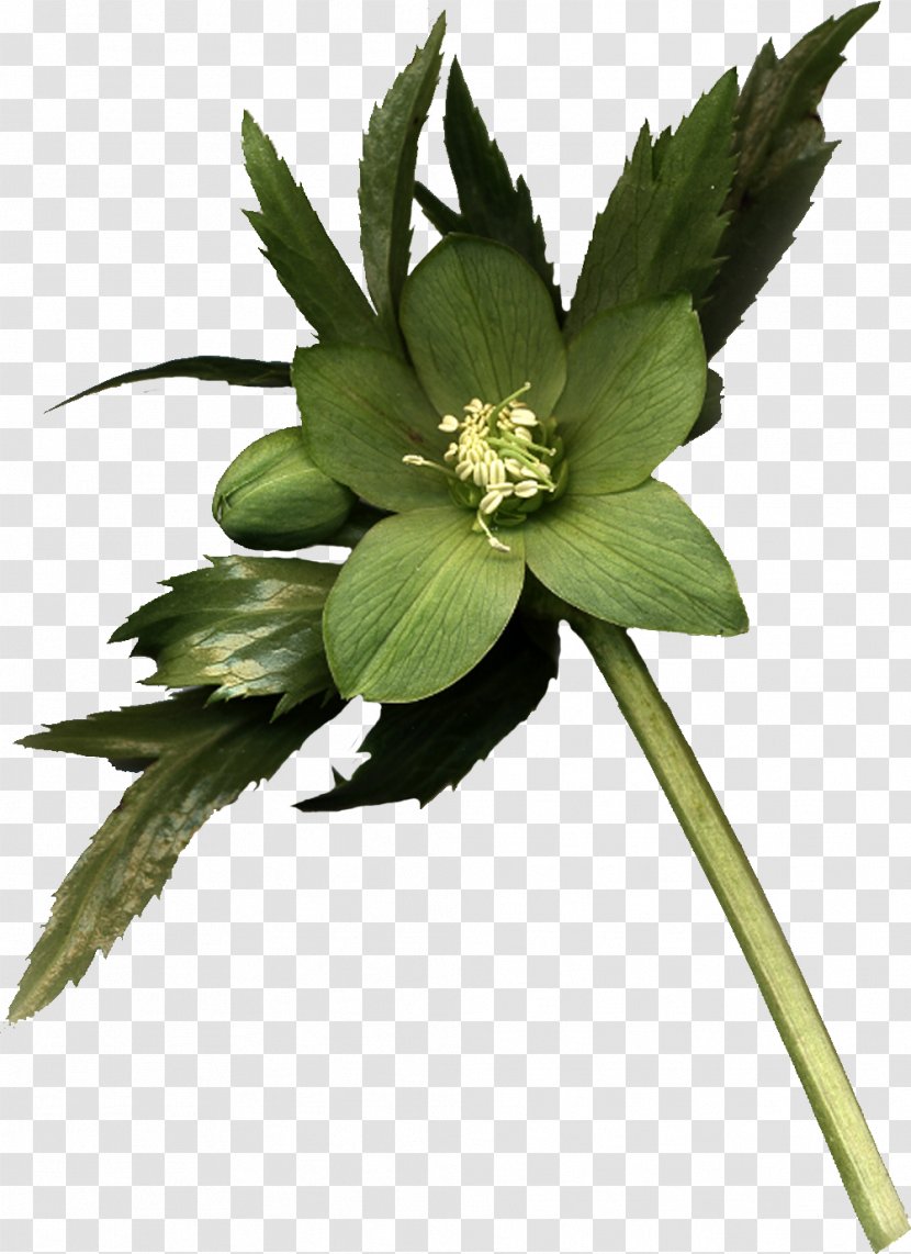 Flowering Plant Stem Herbaceous - Flower Transparent PNG