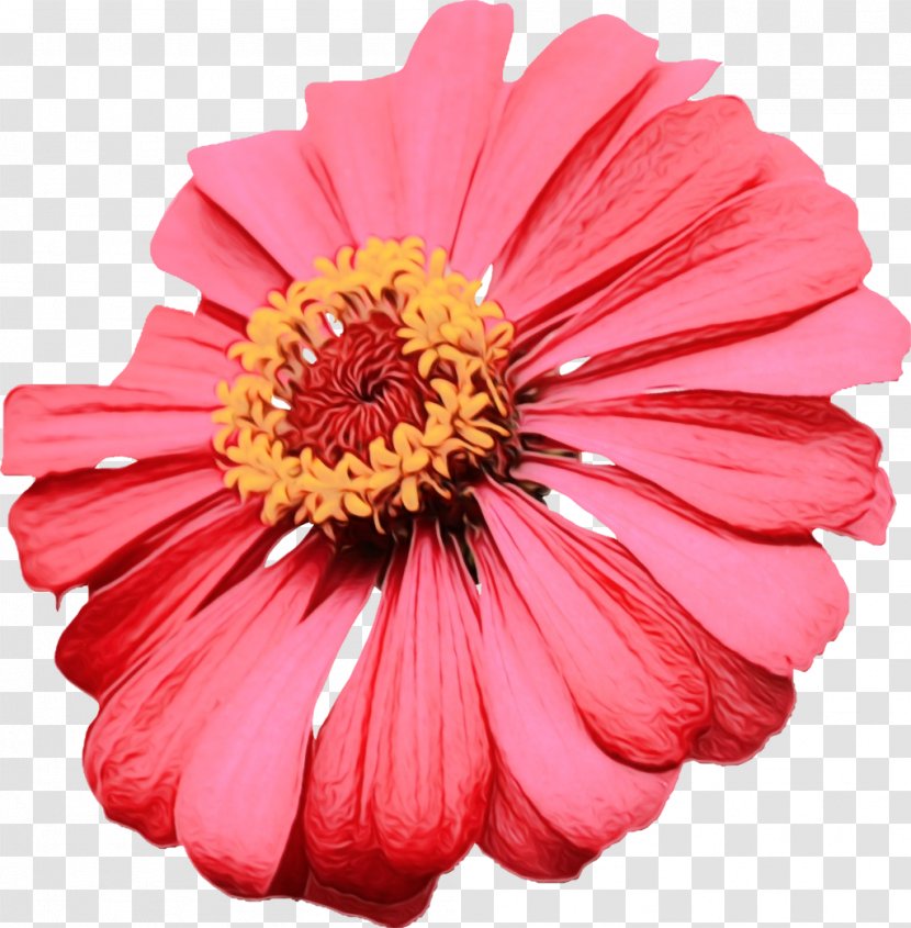 Clip Art Image Vector Graphics Flower - Plants - Rose Transparent PNG