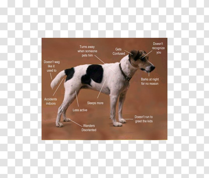 Aging In Dogs Ageing Dementia Canine Cognitive Dysfunction - Alzheimer S Disease - Dog Transparent PNG
