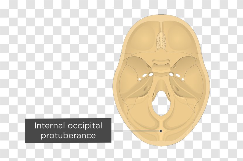Occipital Bone External Protuberance Internal Cruciform Eminence Crest - Hypoglossal Canal - Skull Transparent PNG