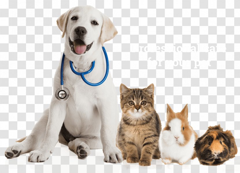 Labrador Retriever Puppy Pet Sitting Veterinarian - Dog Grooming - Pets Transparent PNG