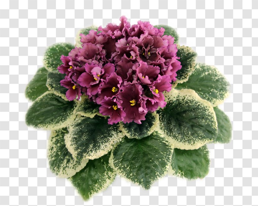 Violet Flower Herbaceous Plant Family Transparent PNG