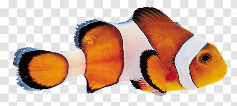 Tropical Fish Digital Image - Skin Transparent PNG