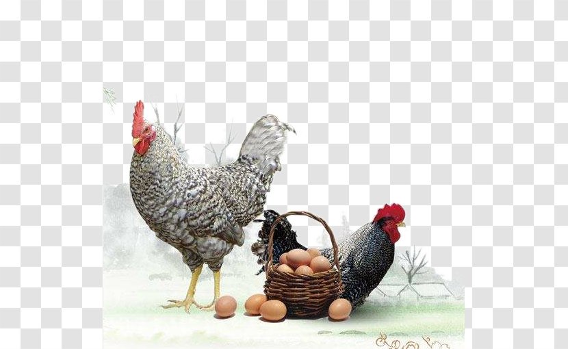 Plymouth Rock Chicken Phoenix Silkie Rooster Shandong - Free Range - Aloe Eggs Transparent PNG