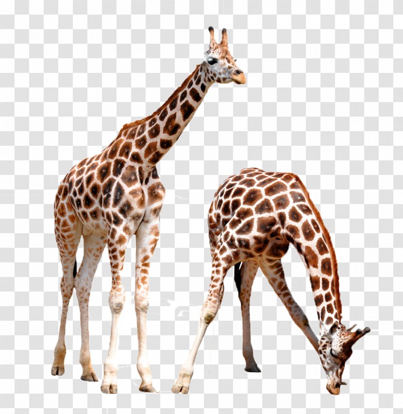 Giraffe Lynx Animal Wildlife - Silhouette - Two Giraffes Transparent PNG