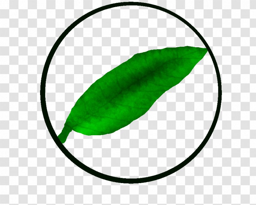 Leaf Green Plant Stem Line Clip Art - Clan 14 Transparent PNG