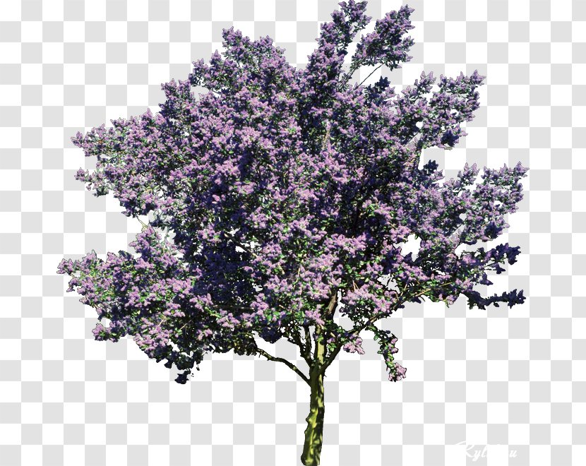 Shrub Tree Albizia Julibrissin Macrophanerophytes Own Home Real Estate - Dining Room Transparent PNG