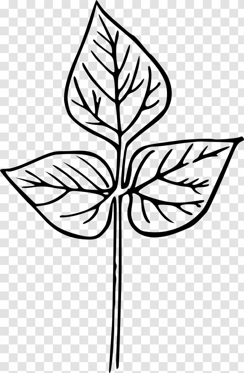 Leaf Drawing Clip Art - Branch - Drawn Transparent PNG