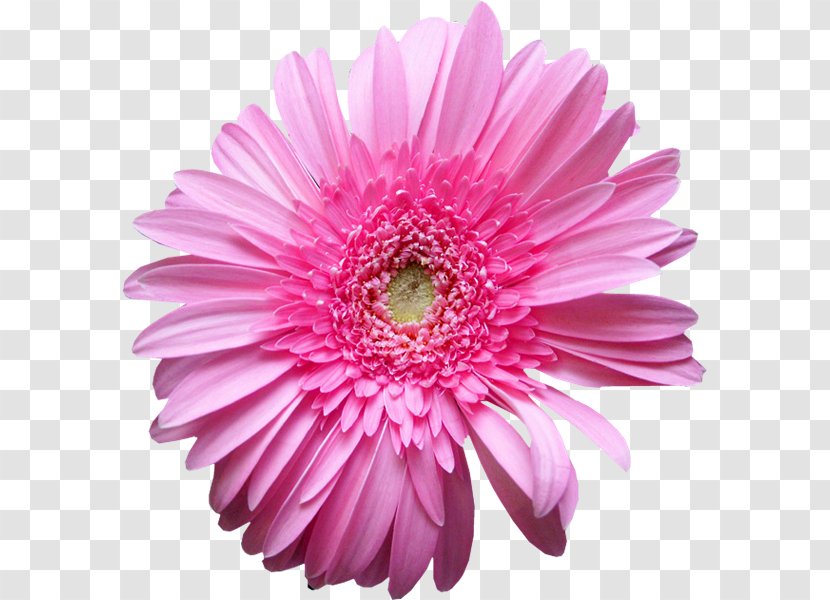 Transvaal Daisy Marguerite Chrysanthemum Family Cut Flowers - Gerbera Transparent PNG