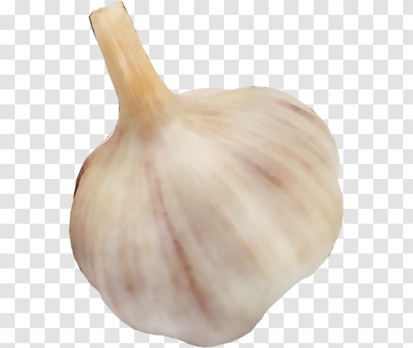 Garlic Elephant Vegetable Onion Allium - Shallot Food Transparent PNG