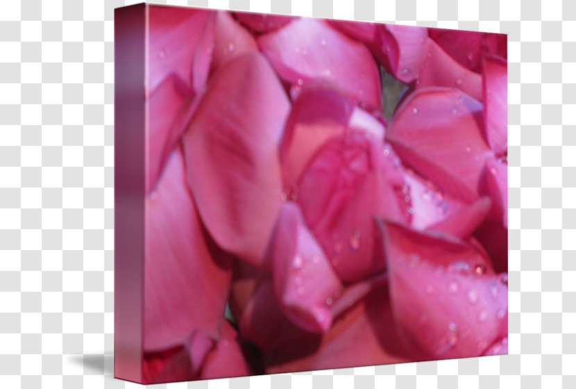 Garden Roses Pink M Close-up - Sri Lankan Handmade Photo Frames Transparent PNG