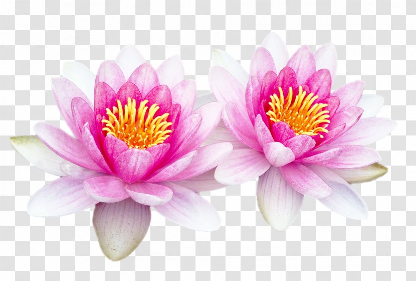 Adobe Photoshop Download Sacred Lotus Computer Software - Pink - Massage Health Transparent PNG