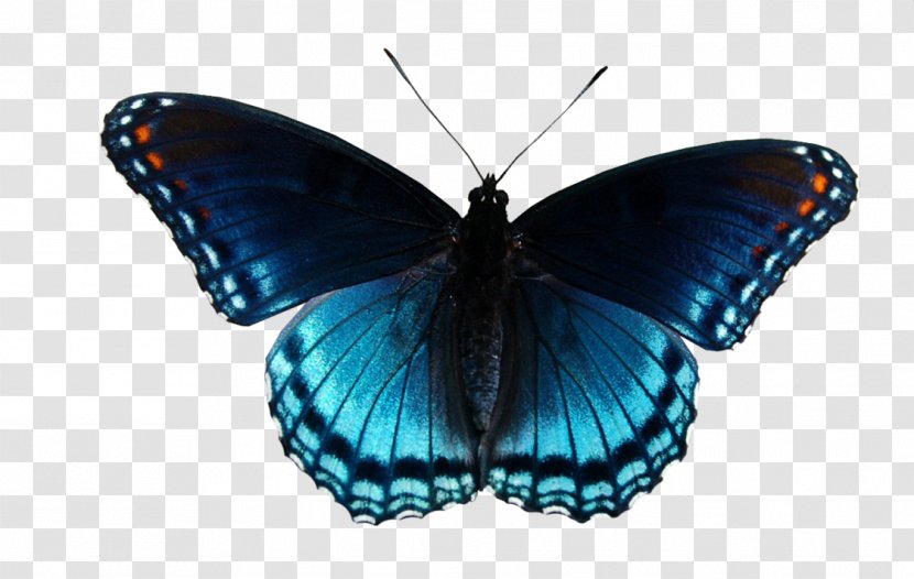Clip Art Vector Graphics Limenitis Arthemis Monarch Butterfly - Moths And Butterflies - Blue Psd Transparent PNG