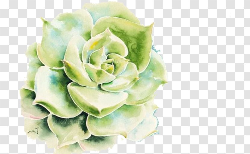 Drawing Succulent Plant Watercolor Painting Wallpaper - Frame Transparent PNG