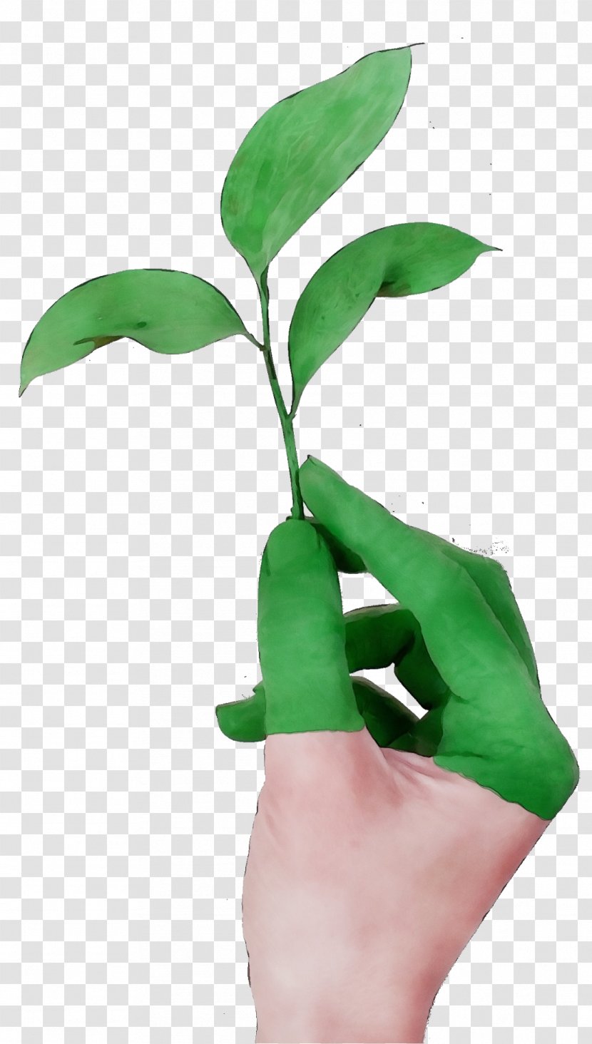 Leaf Green Plant Flower Hand - Finger - Houseplant Stem Transparent PNG