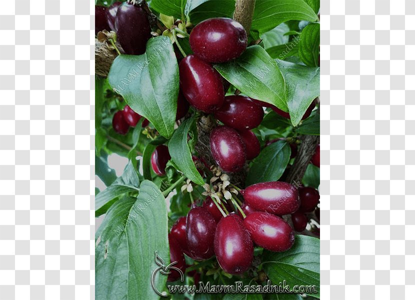 Gooseberry Rasadnik MAVM Cornelian Cherry Fruit Lingonberry - Plum - Tree Transparent PNG