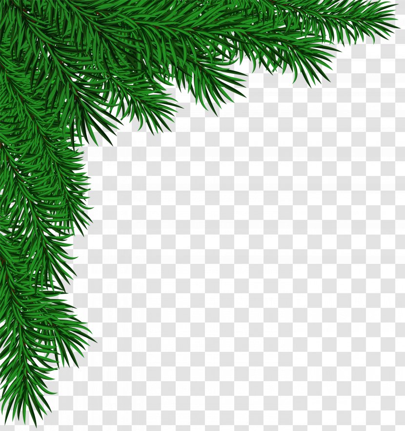 Pine Fir Spruce Christmas Tree - Plant - Cone Transparent PNG