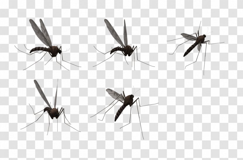 Mosquito Clip Art - Pattern - Mosquitos Transparent PNG