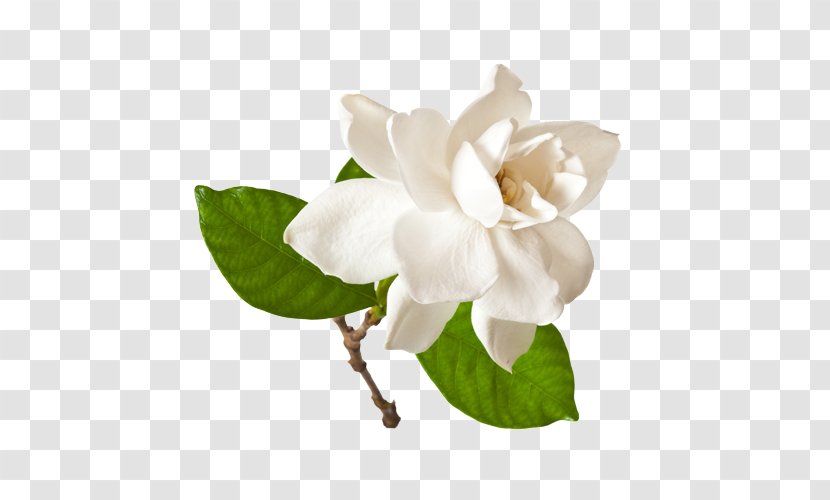 Cape Jasmine Gardenia Thunbergia Cornuta Flower Clip Art - Cut Flowers - Flor Transparent PNG