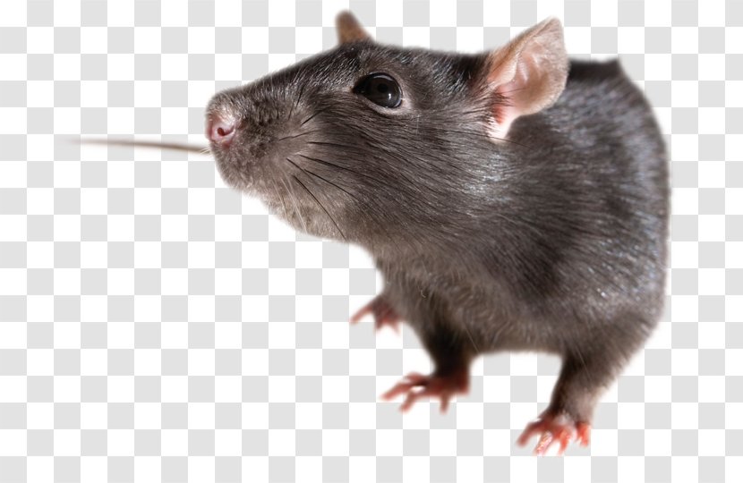 Brown Rat Mouse Rodent Black - Fauna - Mouse, Image Transparent PNG