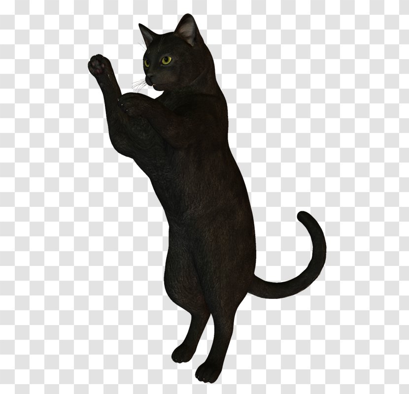 Black Cat Bombay Korat Havana Brown Chartreux - Domestic Short Haired - Kitten Transparent PNG