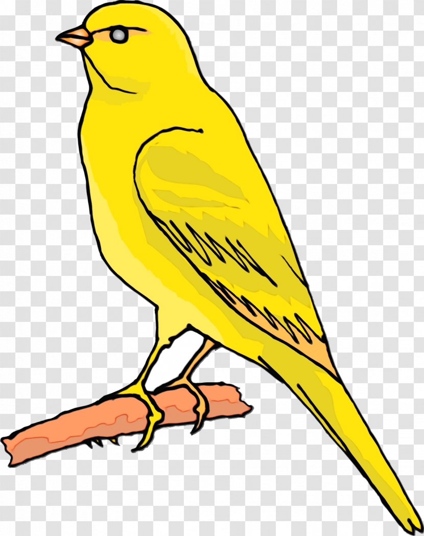 Bird Beak Atlantic Canary Songbird Yellow - Old World Oriole Perching Transparent PNG