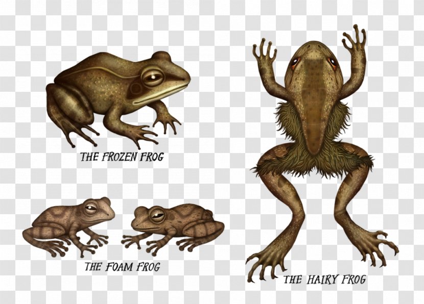 Toad Tree Frog Amphibian American Bullfrog - True Transparent PNG