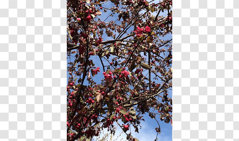 Twig Shade Tree Japanese Snowbell Nursery - Cherry Blossom - Deciduous Specimens Transparent PNG