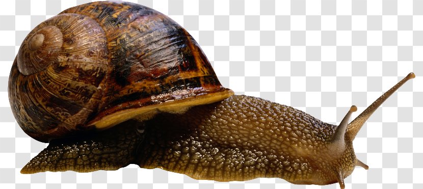 Snail Clip Art - Escargot - Beautiful Brown Transparent PNG