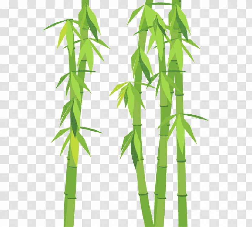 Bamboe Leaf Plant Stem Bambusa Vulgaris Rhapis Excelsa - Ifwe - Bamboo Transparent PNG