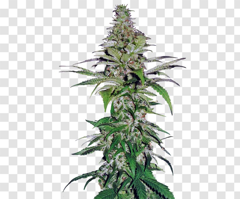 Cannabis Cultivation Hemp Seed Cultivar Transparent PNG