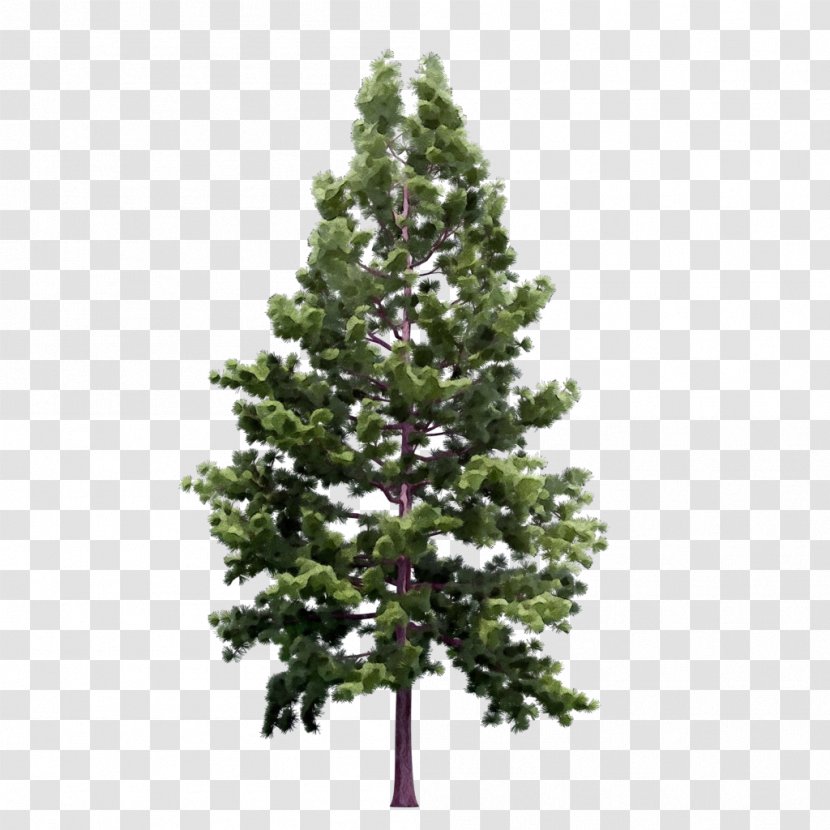 Tree Balsam Fir White Pine Shortleaf Black Spruce Yellow - Plant - Red Transparent PNG