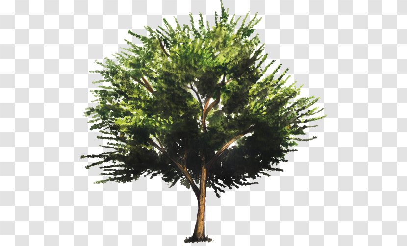 Trema Micrantha Houseplant Tree - Branch - Urban Florid Transparent PNG