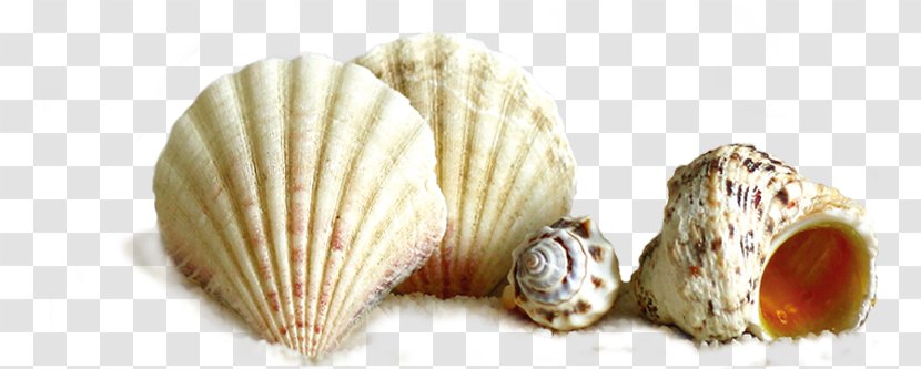 Seashell Conch - Conchology - Element Transparent PNG