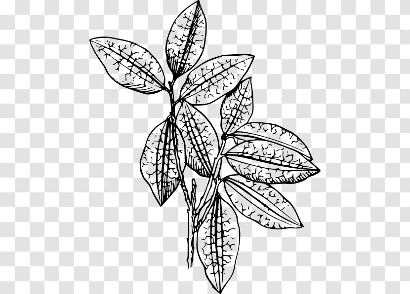 Plant Drawing Clip Art - Black And White - Jungle Leaf Transparent PNG