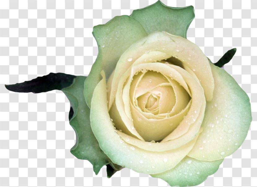 Garden Roses Beach Rose Flower White - Blue Transparent PNG