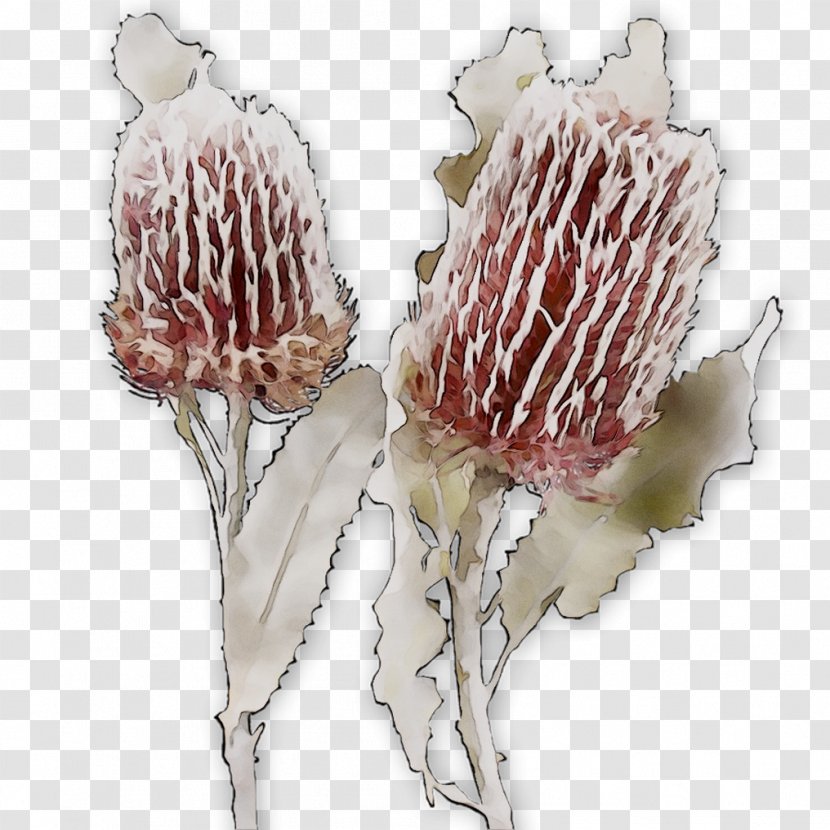 Flowering Plant Plants - Flower Transparent PNG