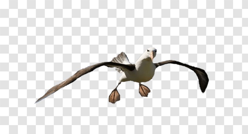 Bird Great Albatross The Rime Of Ancient Mariner Black-browed Golf - Feather Transparent PNG