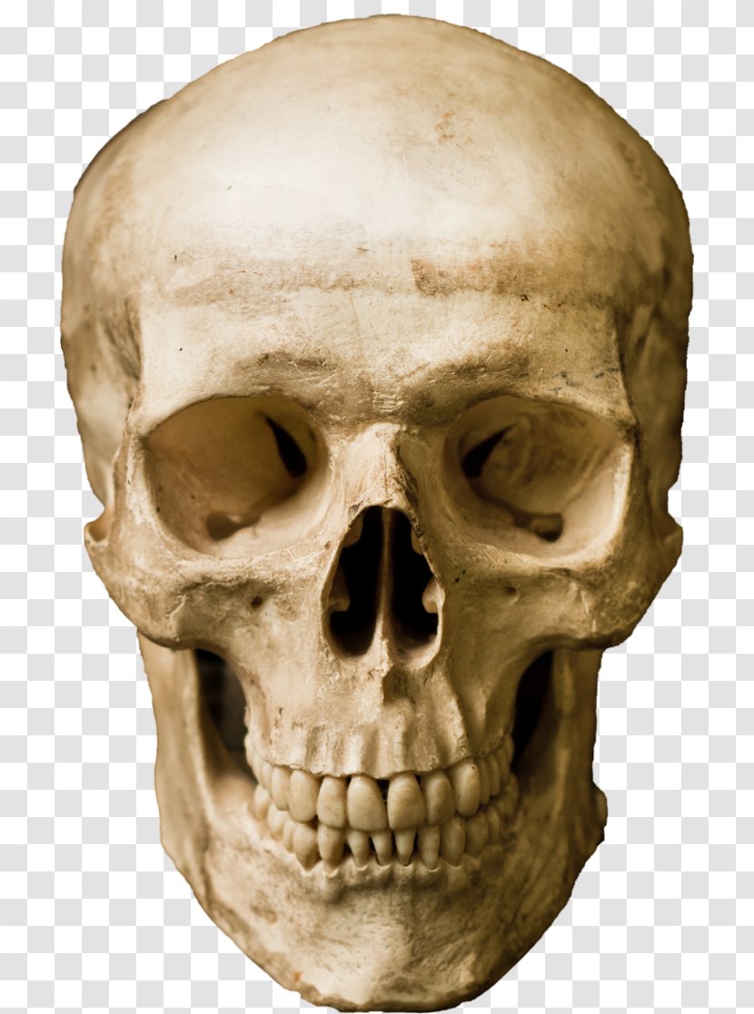 Human Skull Stock Photography Robot Transparent PNG